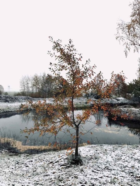 В Беларуси выпал снег