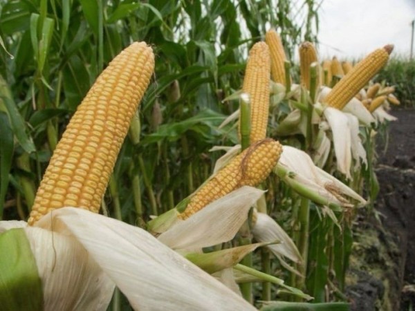 Брестская область планирует получить за счет кукурузы дополнительно около 300 тыс. тонн зерна