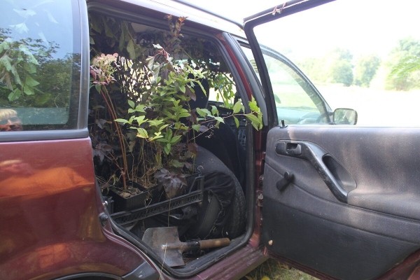 Брестчанин превратил VW Passat (B4) в «кветкамобиль»