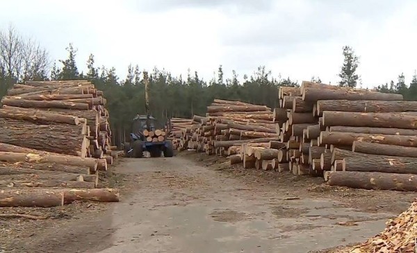 Какие страны зарабатывают миллиарды долларов на экспорте древесины