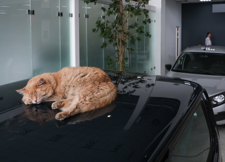 Эксперт напомнил, какие правила нужно соблюдать при перевозке животных в авто Эксперт напомнил, какие правила нужно соблюдать при перевозке животных в авто