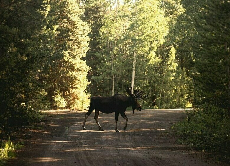 Верховный Суд встал на защиту водителя после ДТП с животными